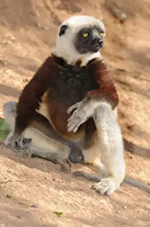 Monkeys Prints: Coquerels Sifaka (Propithecus coquereli), Madagascar, Africa