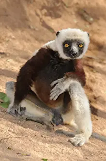 Coquerels Sifaka (Propithecus coquereli), observing its surroundings, Madagascar, Africa