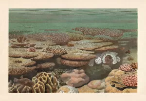 Images Dated 29th August 2018: Cora reef, chromolithograph, published in 1897