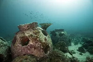 Coral breeding cone, near Fahal, Oman