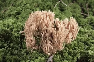 Coral Fungi or Antler Fungi -Ramaria pallida-, Untergroeningen, Baden-Wuerttemberg, Germany, Europe