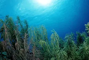 Oceans Prints: Coral reef, Caribbean Sea, Bonaire, Caribbean