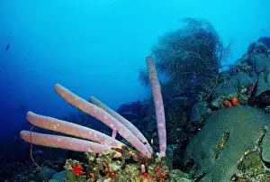 Sponge Prints: Coral reef, Cuba, Caribbean Sea