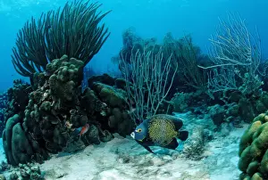 Jawed Prints: Coral reef with French Angelfish (Pomacanthus paru), Trinidad, Caribbean Sea