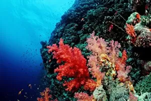 Soft Gallery: Coral reef with soft corals, Red Sea, Sudan