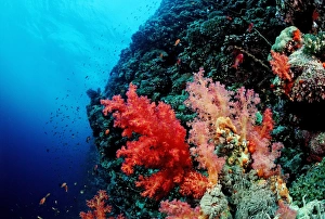 Soft Gallery: Coral reef with soft corals, Red Sea, Sudan