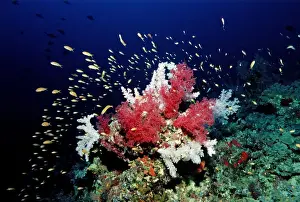 Oceans Prints: Coral reef with soft corals, Red Sea, Sudan