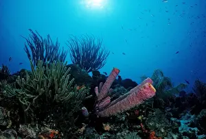 Cnidaria Prints: Coral reef, Tobago, Caribbean Sea