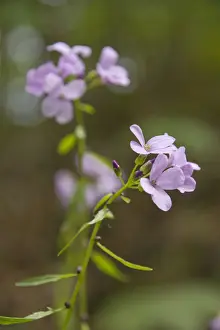 Cabbage Prints: Coralroot (Cardamine bulbifera)