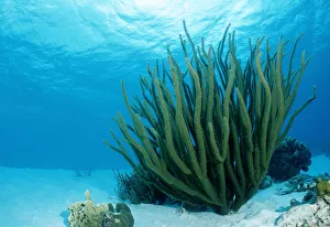 Soft Gallery: Corals on sandy ground, Tobago, Caribbean Sea