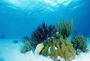 Soft Collection: Corals on sandy ground, Trinidad, Caribbean Sea