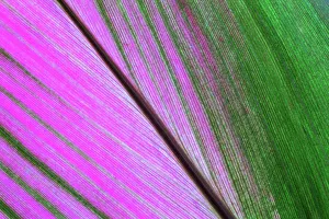 Harry Laub Travel Photography Collection: Cordyline (Cordyline), leaf, close-up, Costa Rica