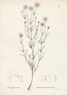Images Dated 28th April 2017: Coreopsis rose botanical engraving 1843