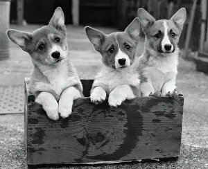 Kent Prints: Three Corgi Puppies Standing in a Box
