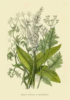 Images Dated 25th July 2016: Coriander and Anise illustration 1851