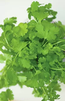 Food And Drink Gallery: Coriander, close up