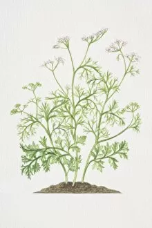 Images Dated 29th June 2006: Coriandrum sativum, Coriander plant growing in soil
