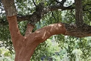 Images Dated 13th September 2009: Cork oak -Quercus suber-, Algarve, Portugal
