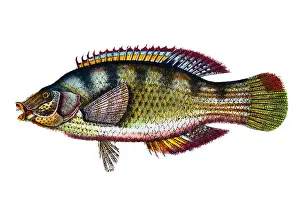 Corkwing wrasse (Symphodus bailloni)