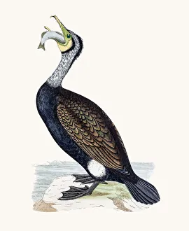Images Dated 10th June 2016: Cormorant bird