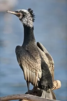 Cormorant -Phalacrocorax carbo-, captive