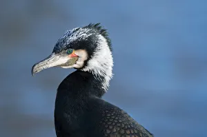 Zoo Animal Collection: Cormorant -Phalacrocorax carbo-, portrait, captive