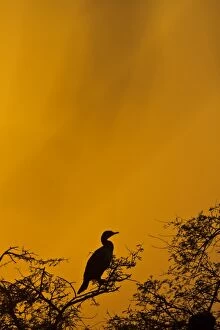Cormorant roosting on its favorite perch with clouds covering the setting sun
