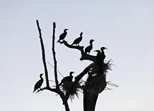 Cormorants -Phalacrocorax carbo- and nests on dead branch, Rajiv Gandhi National Park, Nagarhole National Park