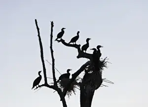Phalacrocoracidae Prints: Cormorants -Phalacrocorax carbo- and nests on dead branch