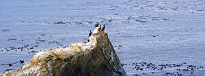 Cormorants -Phalacrocorax- on a rock on the Pacific coast at Piedras Blancas, California, United States