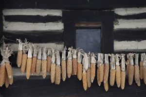 Images Dated 14th February 2010: Corn cobs hung up to dry at an old cottage in the Spreewald, Brandenburg, Germany, Europe