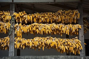 Images Dated 23rd November 2011: Corn cobs hung up to dry in a village of the Chinese minority on the border with Myanmar