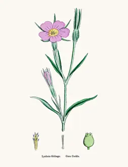 Corn Cockle