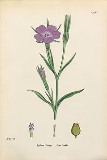 Images Dated 18th February 2017: Corn Cockle, Lychnis Githago, Victorian Botanical Illustration, 1863