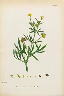 Images Dated 6th January 2017: Corn Crowfoot, Ranunculus arvensis, Victorian Botanical Illustration, 1863