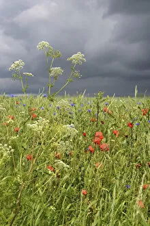 Stormy Gallery: Corn field with Corn Poppies -Papaver rhoeas- and Cornflowers -Centaurea cyanus- during a thunderstorm