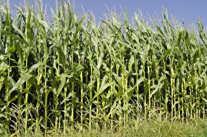 Images Dated 3rd August 2011: Corn field in the Hallertau area, Mainburg, Bavaria, Germany, Europe