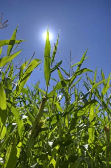 Images Dated 1st August 2013: Corn field, sun, blue sky, Bergisches Land, North Rhine-Westphalia, Germany
