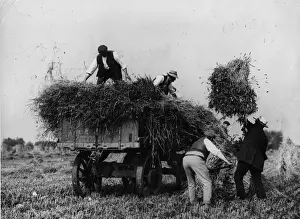Occupations Europe Prints: Corn Harvest