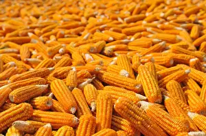 Corncob Prints: Corn laid out to dry, Vietnam, Asia