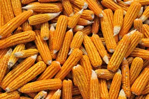 Corn laid out to dry, Vietnam, Asia