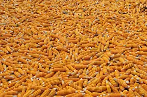 Corncob Prints: Corn laid out to dry, Vietnam, Asia