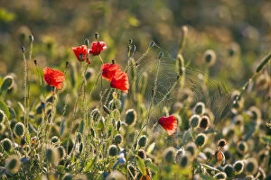 Corn poppies, red poppies -Papaver rhoeas- and a spider web, Tuscany, Italy, Europe