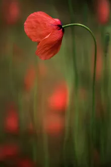 Captivating Floral Photography by Mandy Disher Collection: Corn poppy