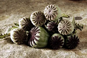Surface Gallery: Corn poppy buds, field poppy buds (Papaver rhoeas) on a stone surface