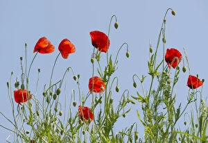 Images Dated 19th June 2013: Corn Poppy or Common Poppy -Papaver rhoeas-, flowers, Thuringia, Germany