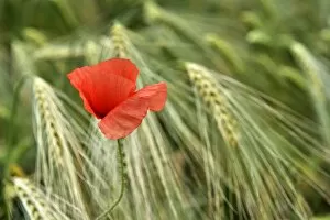 Blurred Gallery: Corn poppy (Papaver rhoeas) in barley field (Hordeum vulgare)