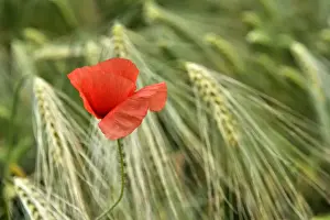 Variety Prints: Corn poppy (Papaver rhoeas) in barley field (Hordeum vulgare)