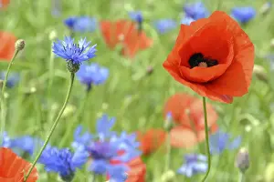 Compositae Prints: Corn poppy -Papaver rhoeas- and Cornflowers -Centaurea cyanus- in a corn field