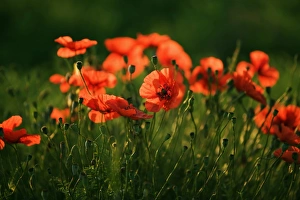 Provence Alpes Cote Dazur Gallery: Corn Poppy (Papaver rhoeas), Plateau de Valensole, Provence, France, Europe